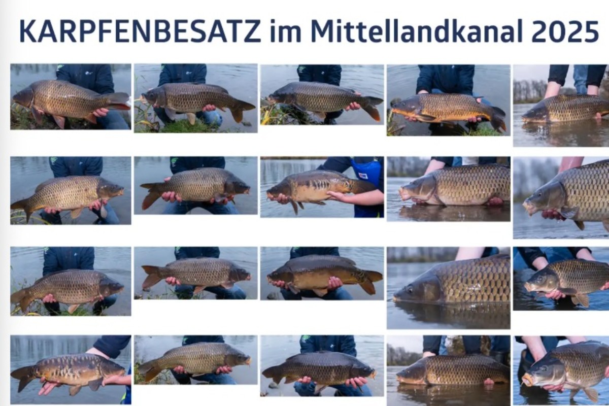 Karpfen für den Mittellandkanal