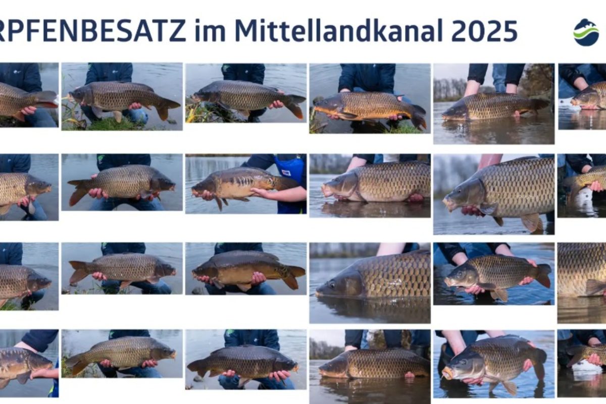 Karpfen für den Mittellandkanal