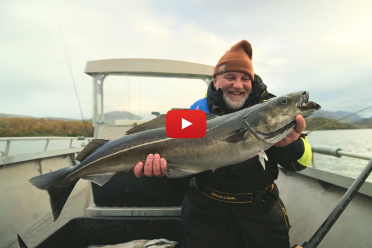 Angler mit Seelachs auf BKK Armorpoint Hyperlatch 71-SS