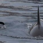 Drei Stunden nach der Orca-Geburt