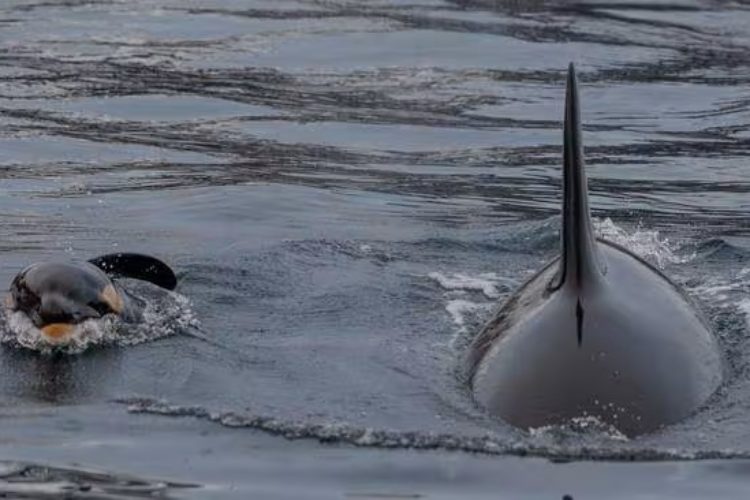 Drei Stunden nach der Orca-Geburt