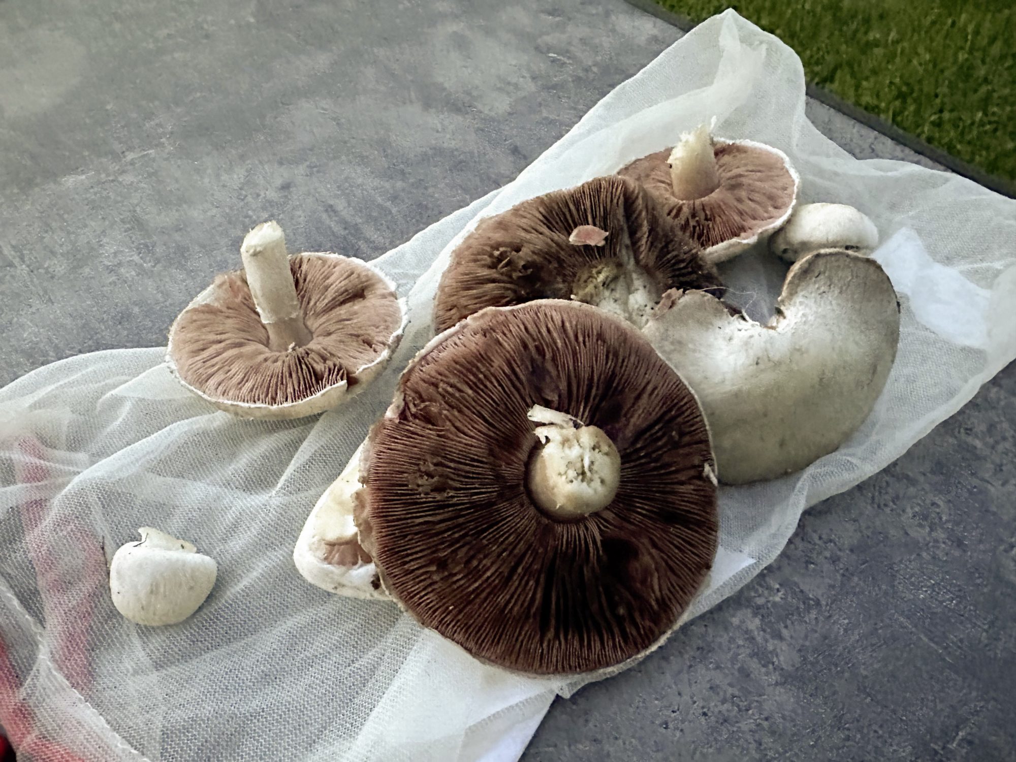 Frische Champignons auf einem Campingplatz direkt zwischen den Stellflächen gefunden – frischer geht’s nicht.