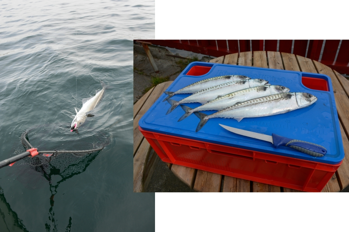 Kescher und Fischkiste für die Norwegenangelei
