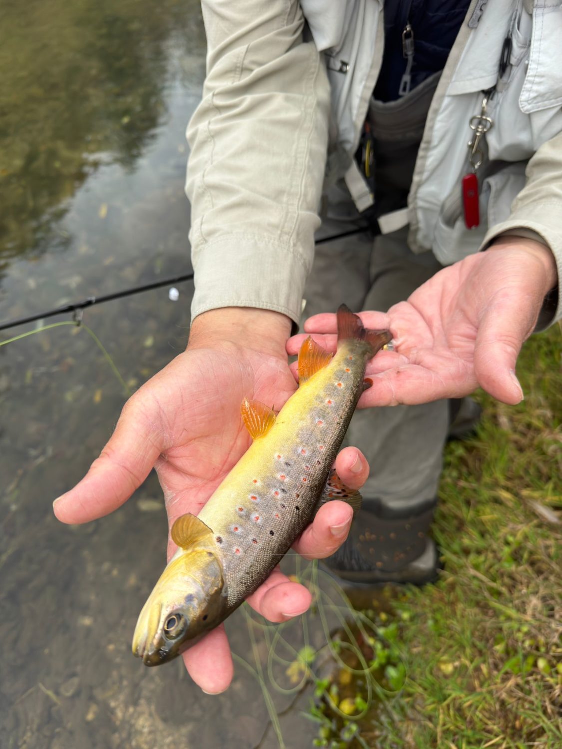 Verletzungen am Fisch