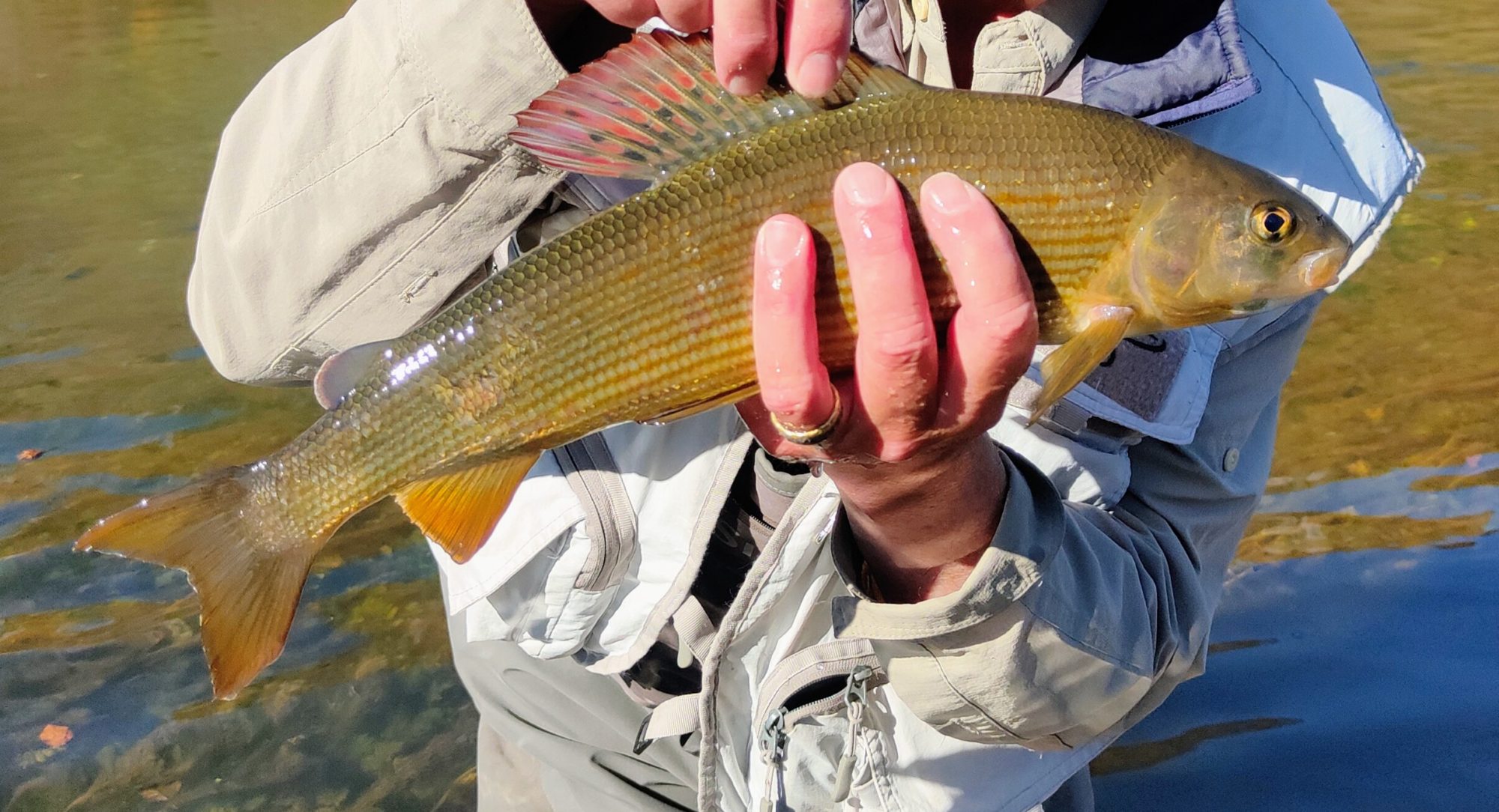 Äsche aus dem Ribnik