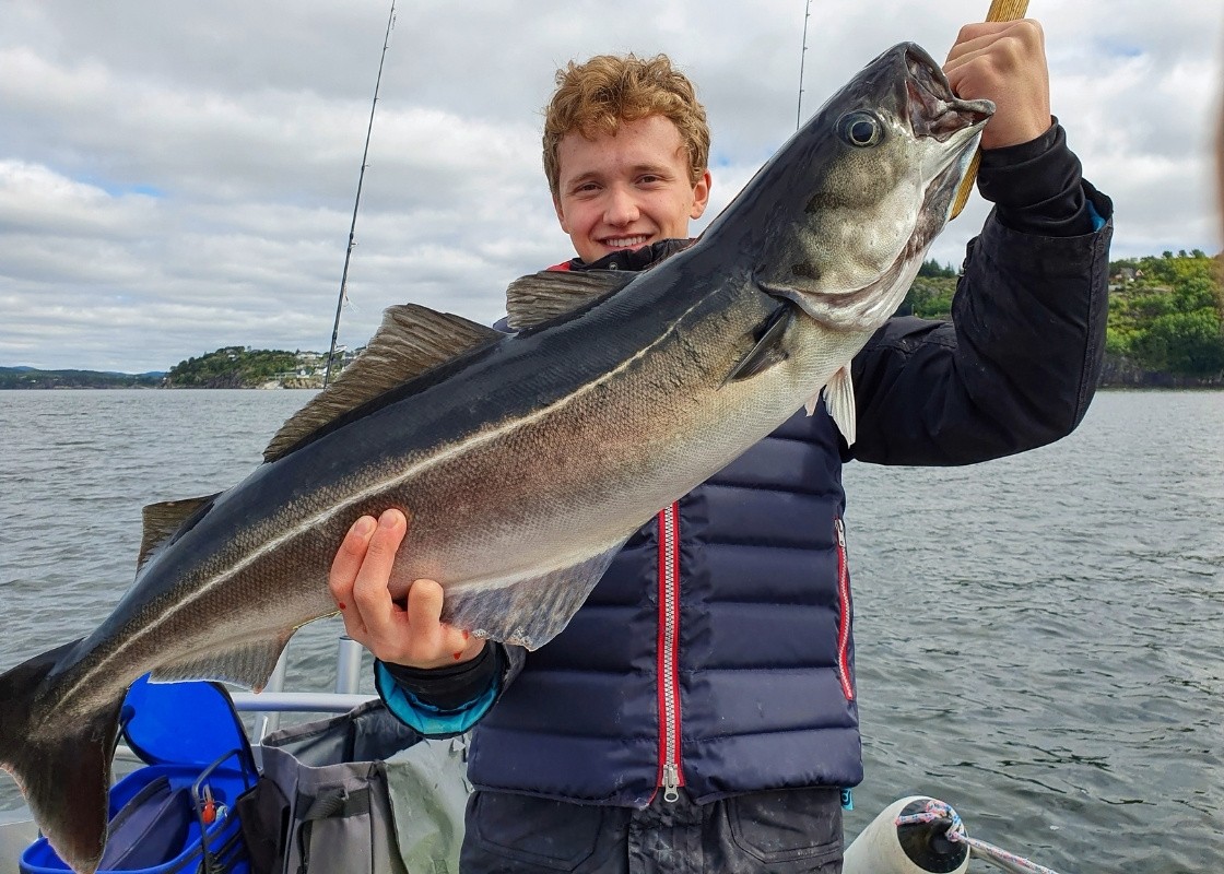 Großer Köhler beim Angeln im Fjord in Norwegen gefangen