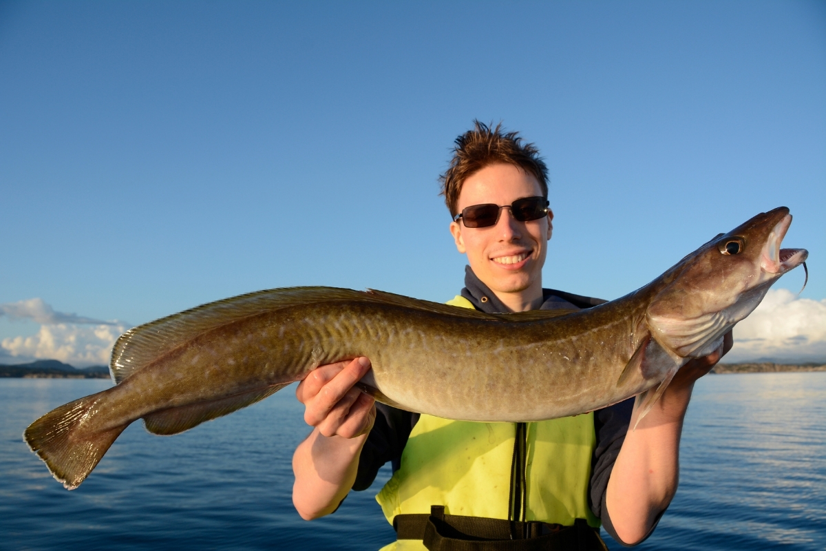 Großer Leng aus dem Hjeltefjord