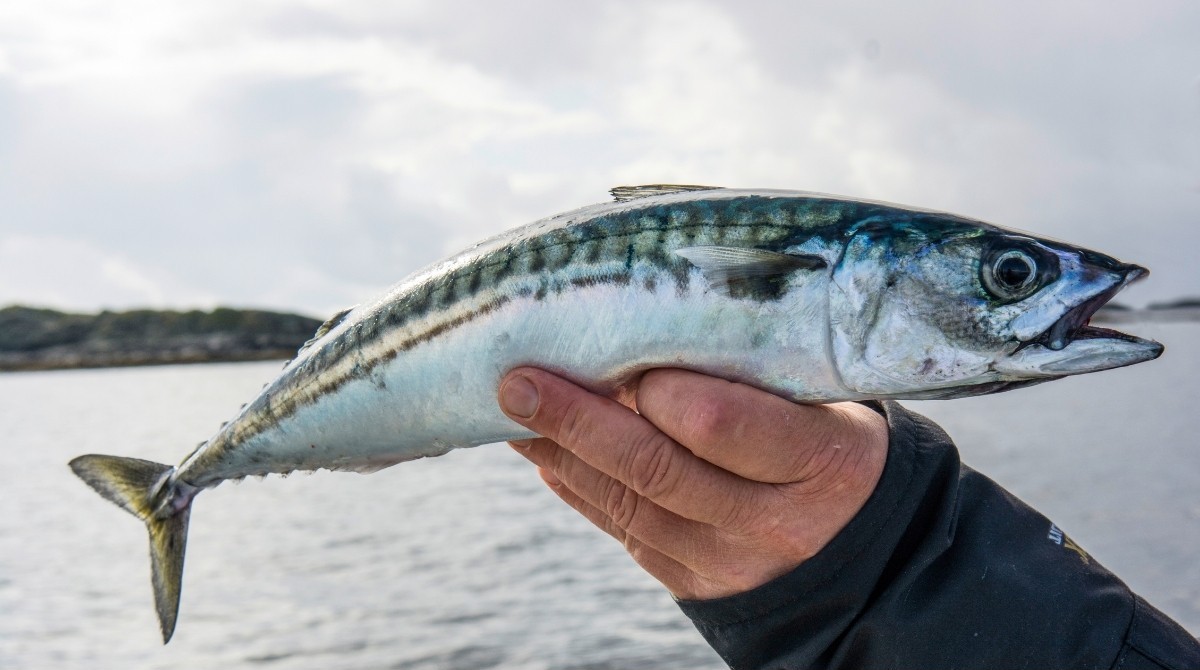 Makrele beim Angeln im Fjord in Norwegen gefangen
