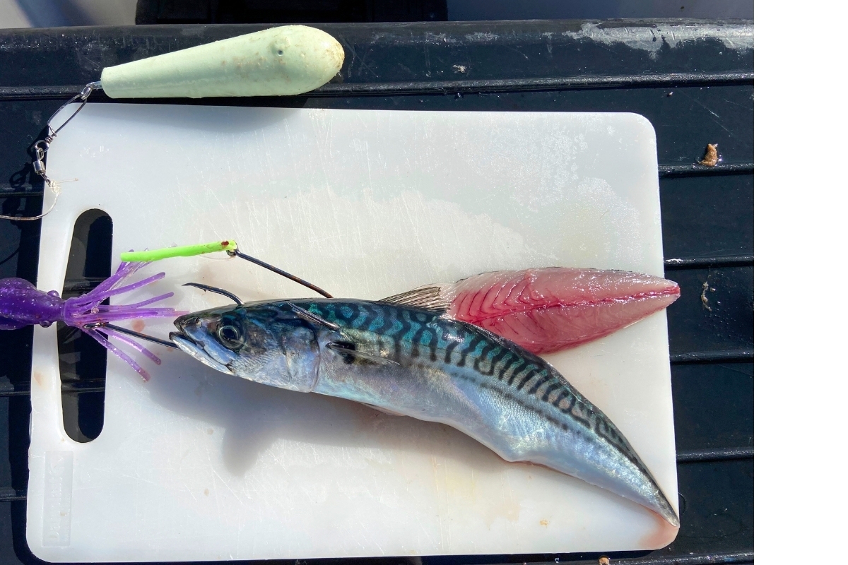 Naturködermontage mit Makrele