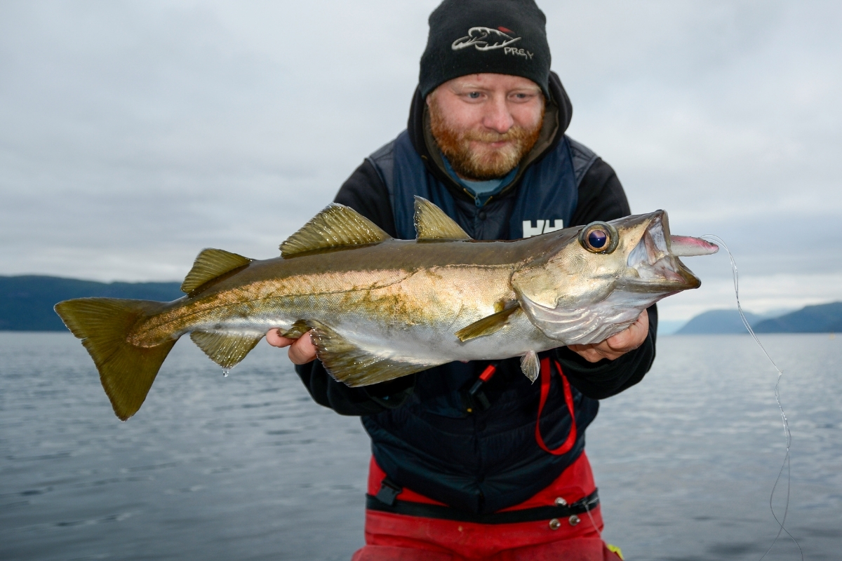 Angler mit Pollack beim Bootsangeln in Norwegen