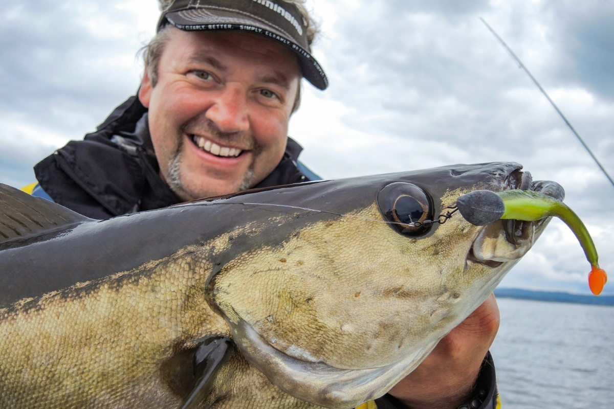 Pollack auf Gummifisch gefangen