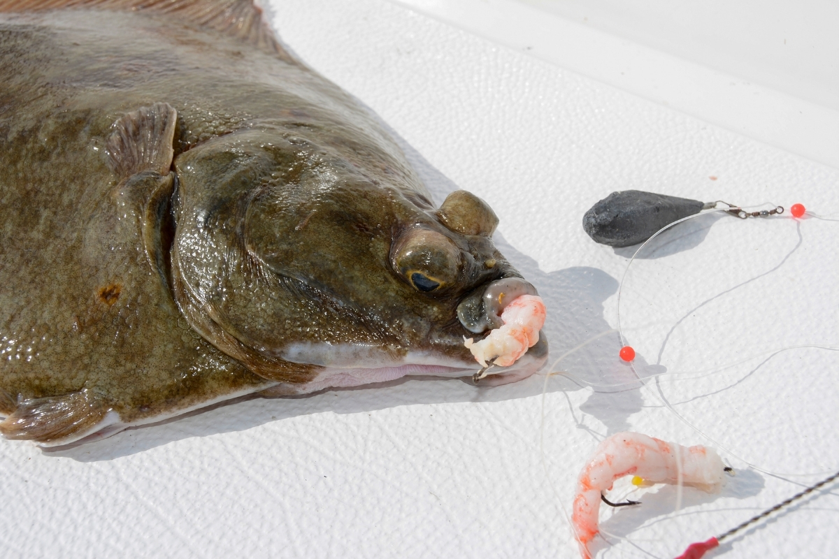 Scholle aus dem norwegischen Fjord