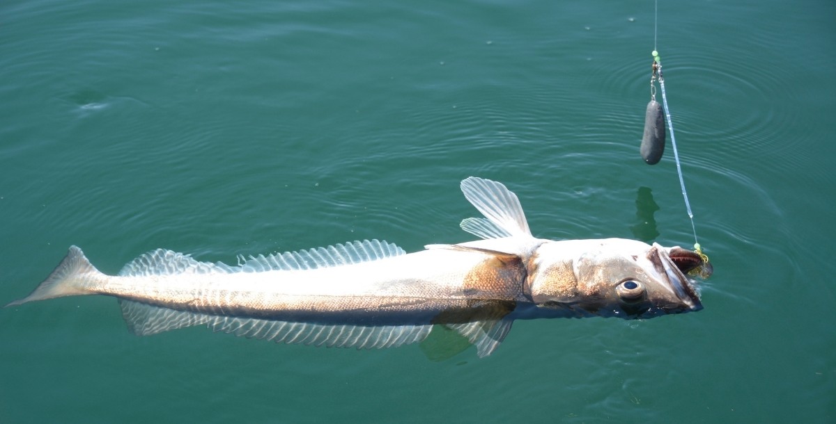 Seehecht auf Naturköder im Fjord gefangen