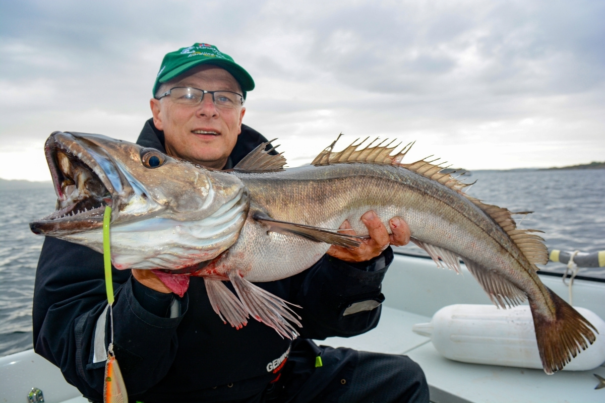 Seehecht gefangen beim Angeln im Fjord in Norwegen