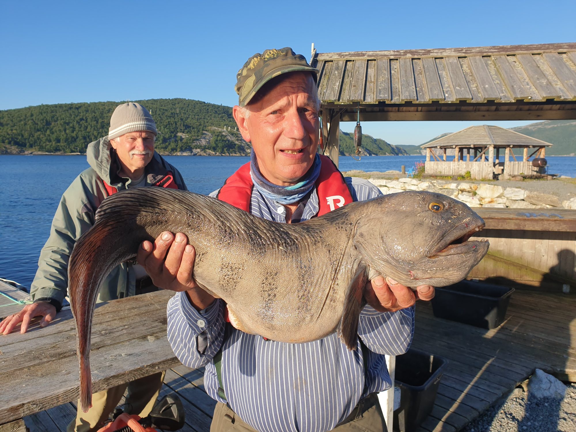 Steinbeißer Norwegen
