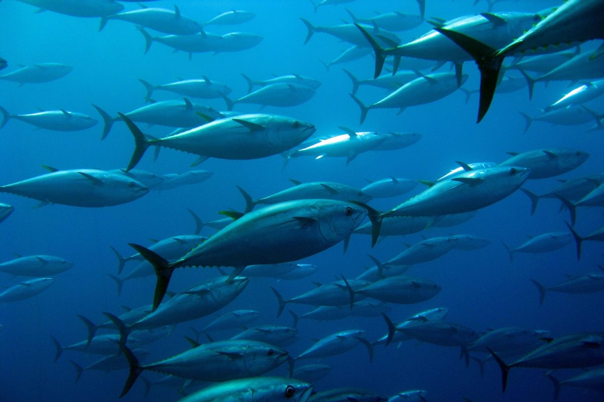 Schwarm Thunfische unterschiedlicher Größe und Gewicht