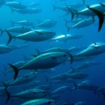 Schwarm Thunfische unterschiedlicher Größe und Gewicht