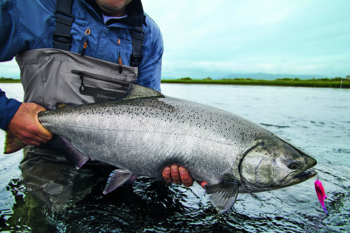 Königslachs mit Köder