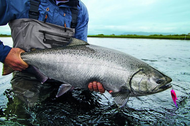 Königslachs mit Köder