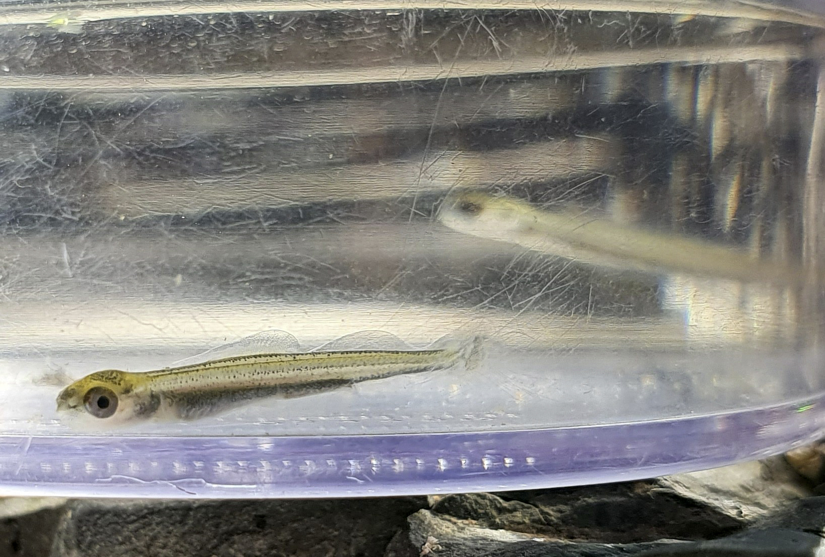 Äschenlarve aus dem Frühjahr 2021 – deutliche Zeichen für erfolgreiche Naturverlaichung im Neckar.