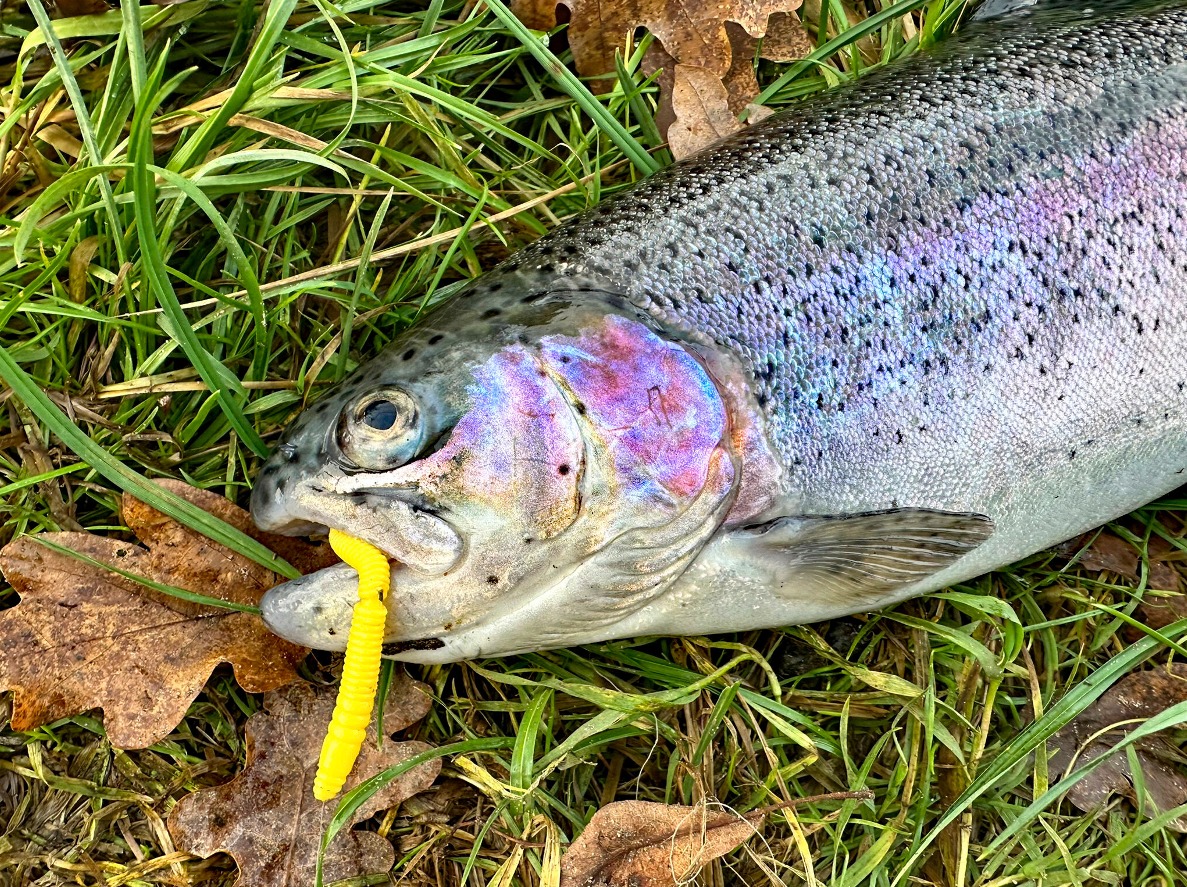 Forelle Gummiwurm
