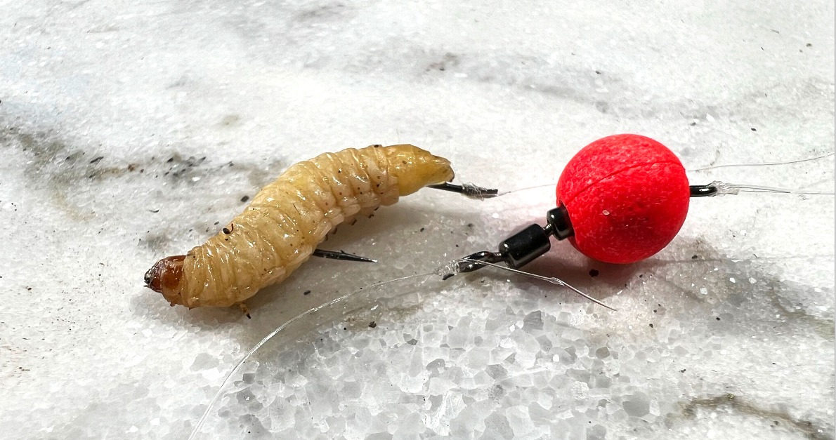 Bienenmade Wirbelpilot