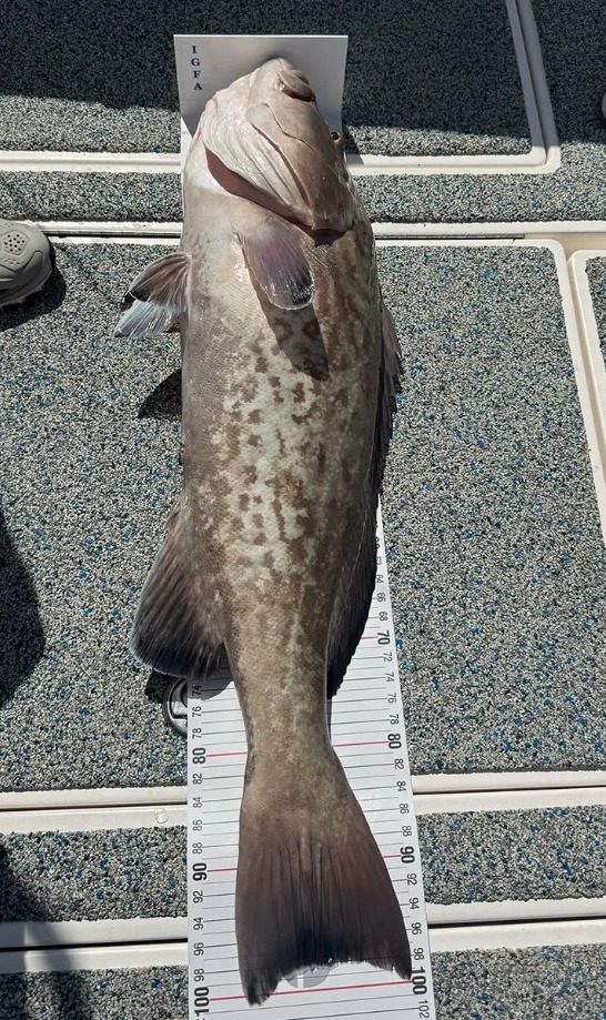 Gag Grouper am Maßband