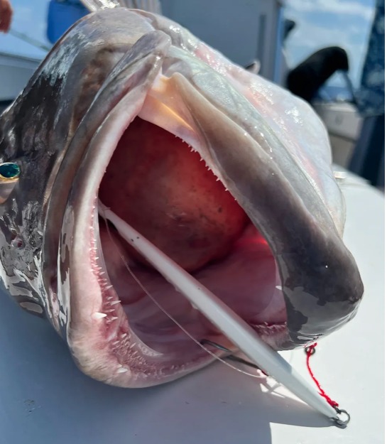 Grouper am Speed Jig