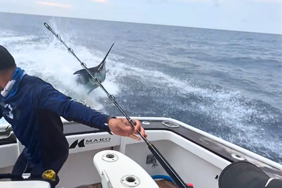 Blauer Marlin Sprung