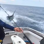 Blauer Marlin Sprung