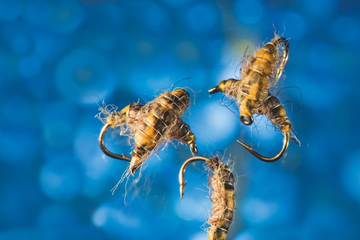 Fliegen des Monats Roman Mose Cressbug Fliege