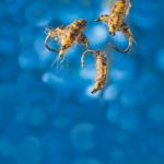 Fliegen des Monats Roman Mose Cressbug Fliege