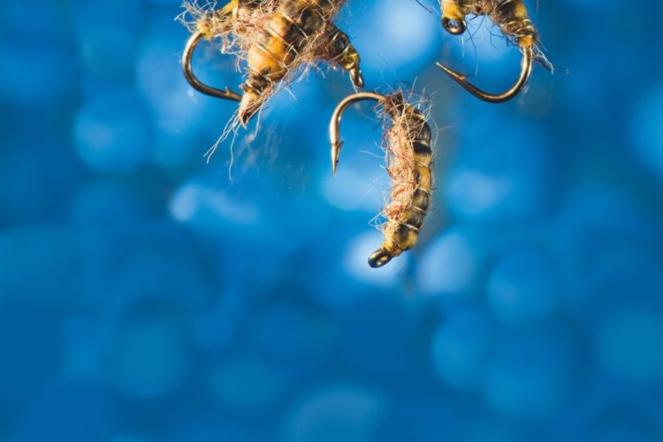 Fliegen des Monats Roman Mose Cressbug Fliege