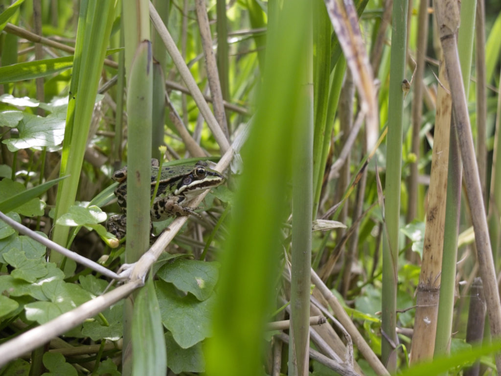 Dass Gewässerschutz nicht an den Ufern endet, dafür stehen Amphibien wie Frösche und Kröten. Sie müssen auch an Land gute ökologische Zu- stände für ein Überleben vorfinden.