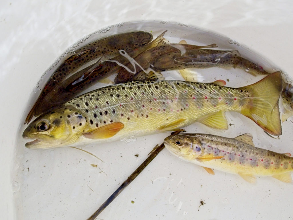 Vereinsprojekt: Diese Bachforellen stammen aus keiner Zuchtanlage, sondern wuchsen in einem Bach auf. Die befruchteten Eier stammen von Elterntieren, die im benachbarten Gewässer gefangen wurden.