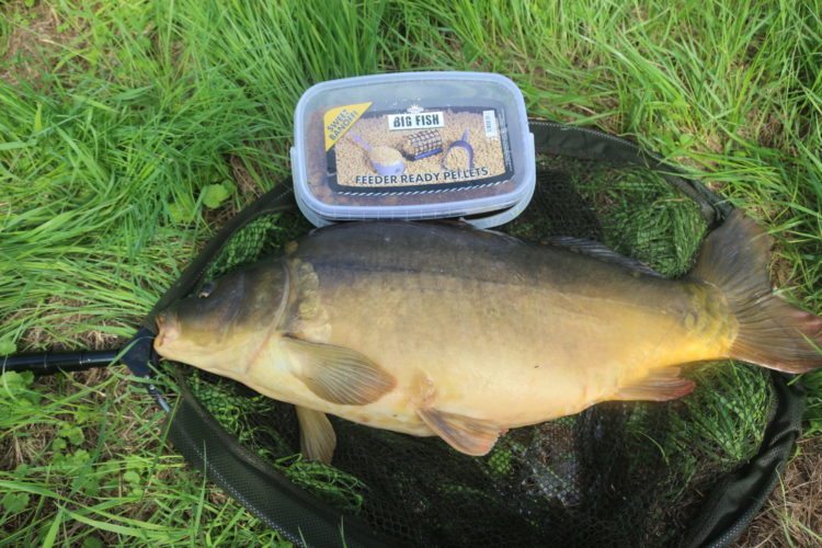 Spiegler als Kescherfüller