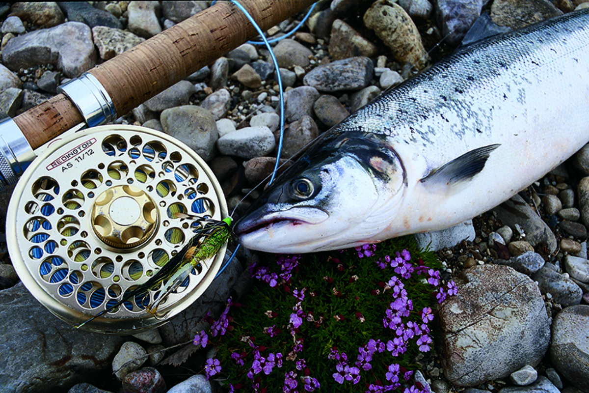 Lachs mit Fliegenrute