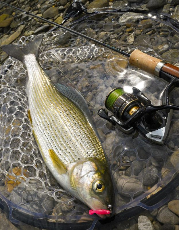 Äsche auf Nanoköder an der UL-Rute