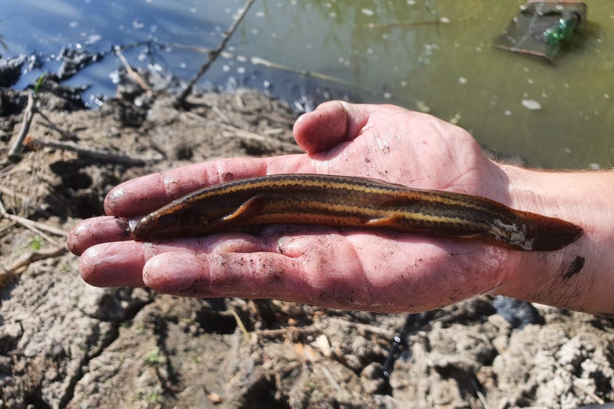 Der Schlammpeitzger ist Fisch des Jahres 2026 in Österreich
