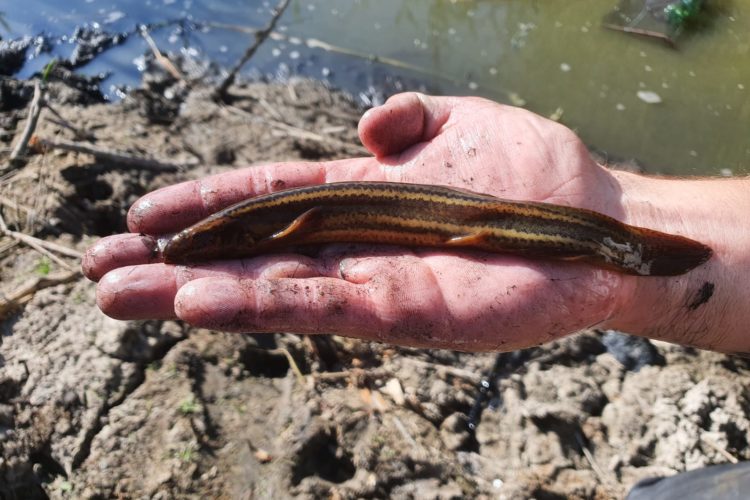 Der Schlammpeitzger ist Fisch des Jahres 2026 in Österreich