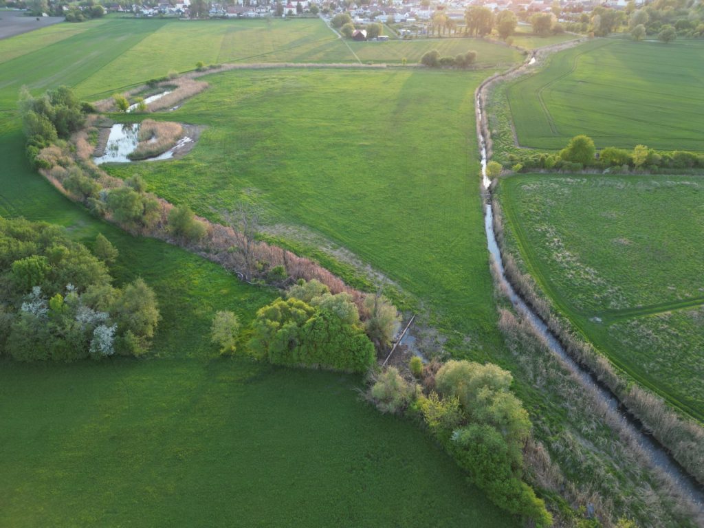 Entwässerungen, Uferverbau, Gewässerregulierungen und der Klimawandel haben die Lebensräume vom Schlammpeitzger massiv eingeschränkt.