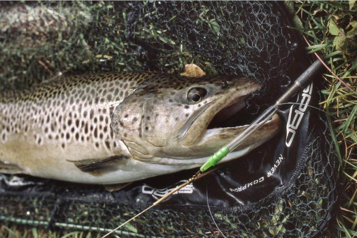 Prächtiger Salmonide dank Tiroler Hölzl.