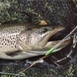 Prächtiger Salmonide dank Tiroler Hölzl.