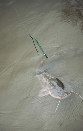 Wels mit Tiroler Hölzl (Bodentaster)