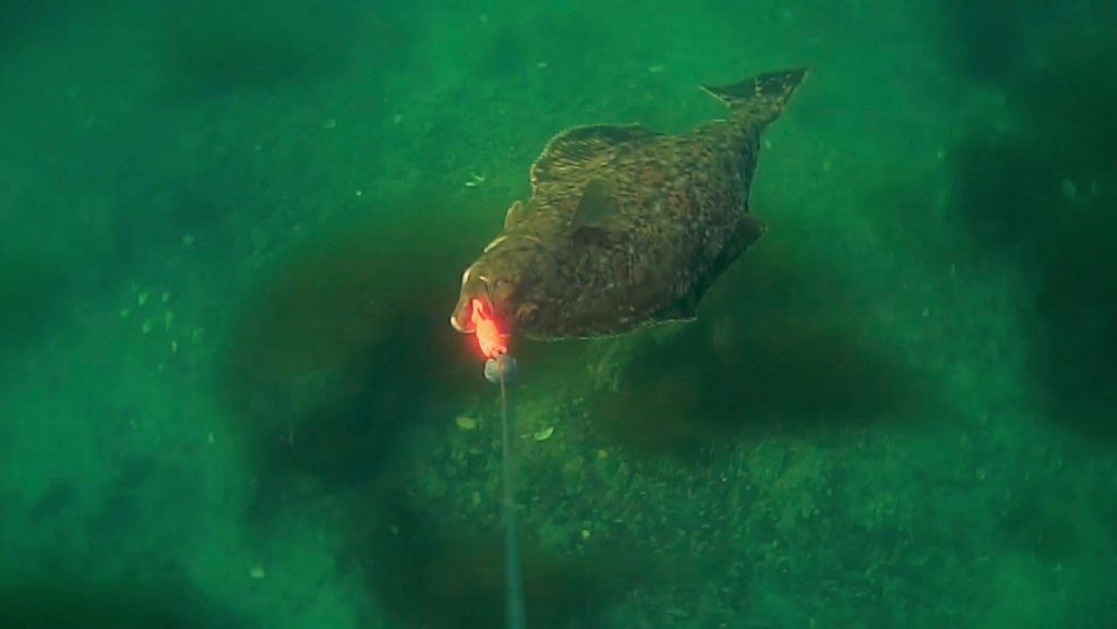 Angeln mit Unterwasserkamera Heilbutt
