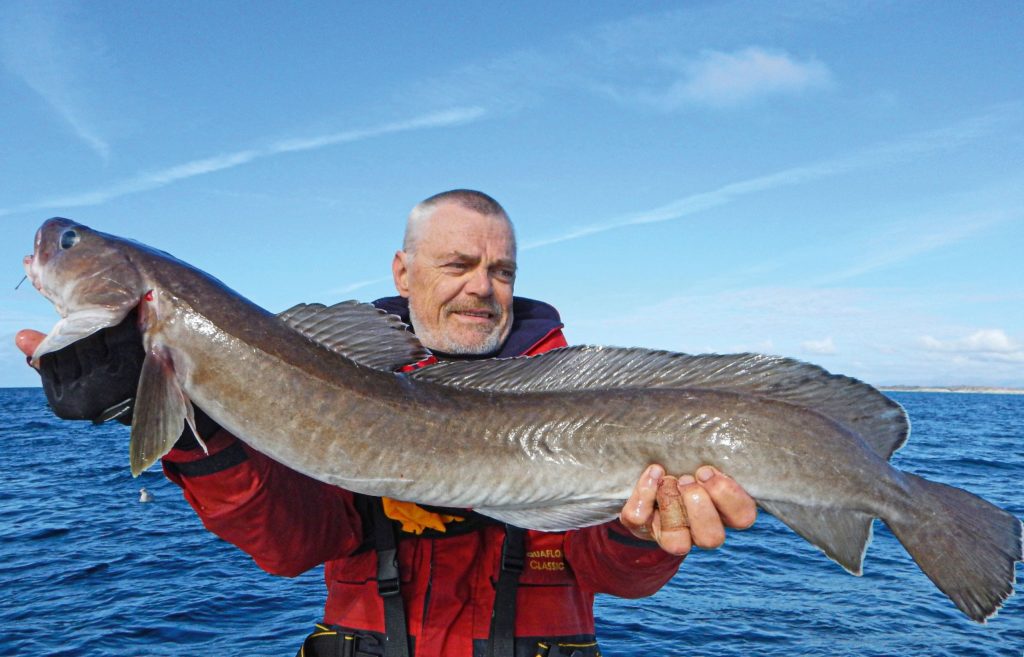 Ein stattlicher Leng musste sich Rolle und Angler geschlagen geben.