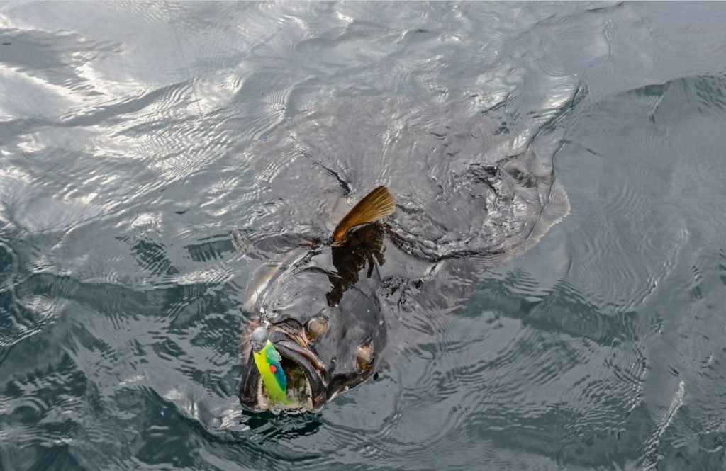 Ein Heilbutt hat den selbst hergestellen Gummifisch beim Slow Jigging voll attackiert.