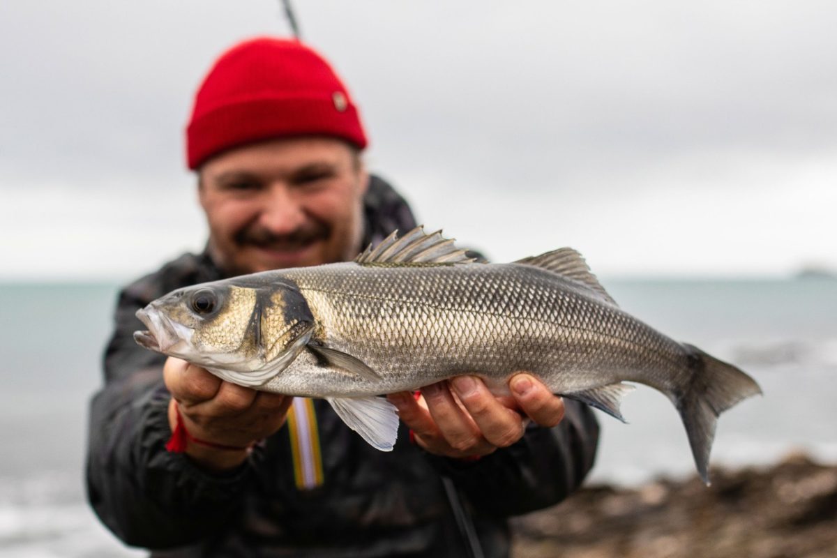 Wolfsbarsch und Angler