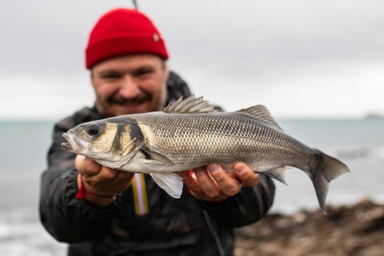 Wolfsbarsch und Angler