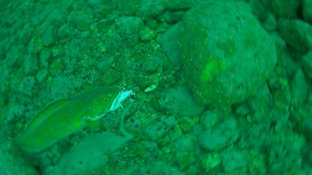 Lumbbiss auf der Unterwasserkamera